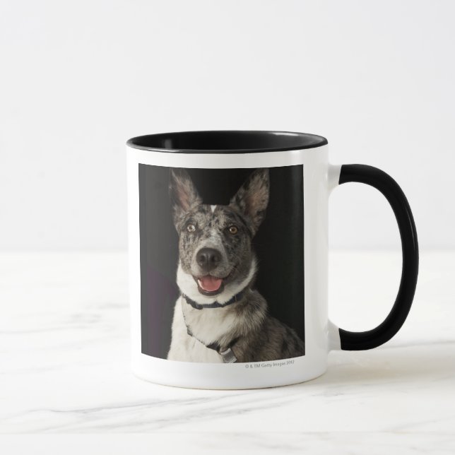 Grey and white Australian Shepherd with harness Mug (Right)