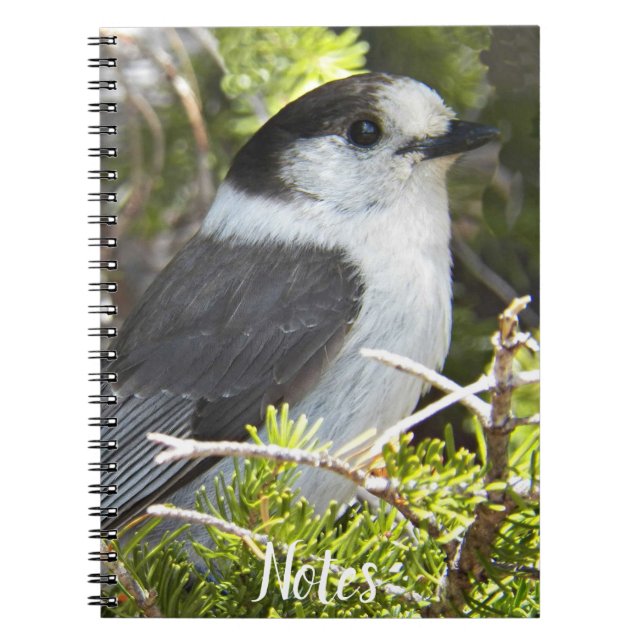 Grey and White Canada Jay Photo Notebook (Front)
