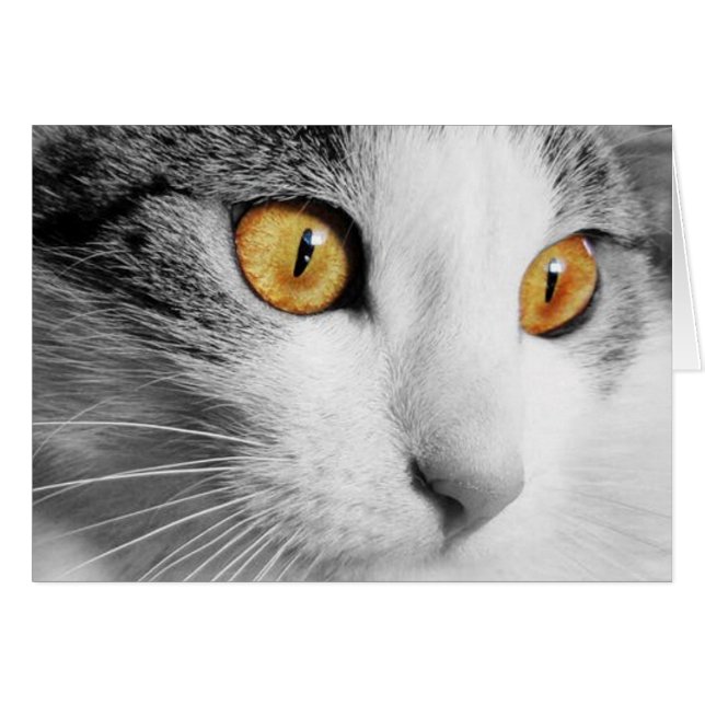 Grey and White Cat (Front Horizontal)
