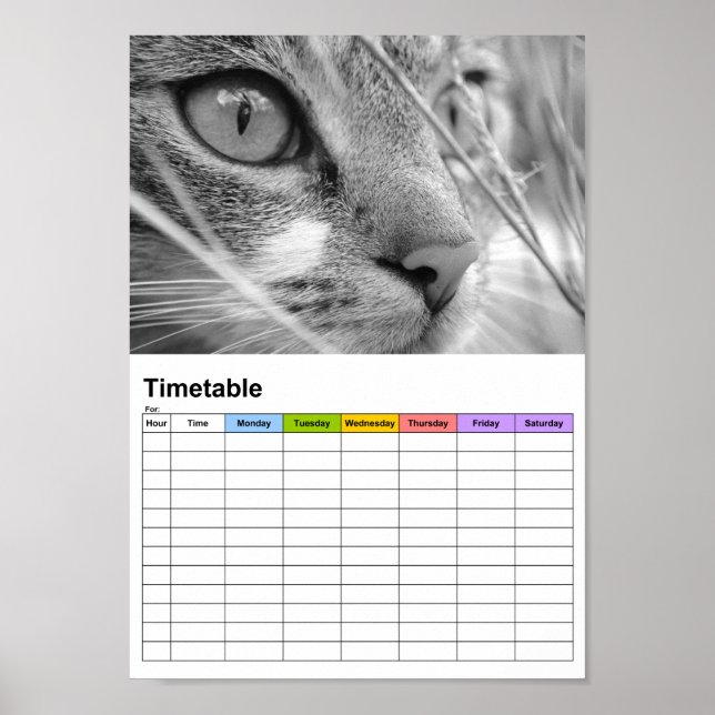 Grey and White Cat on a Green / Timetable Poster (Front)