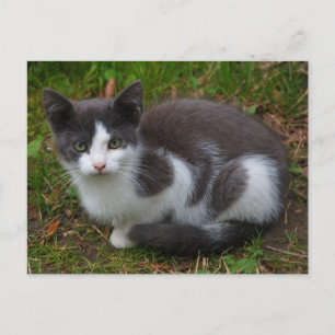 Grey And White Kitten Postcard