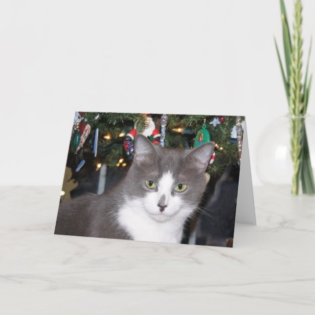 Grey and white kitty Christmas Holiday Card (Front)