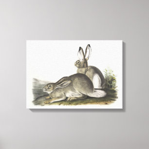 Grey and white Male & Female Hare Digital Art  Canvas Print