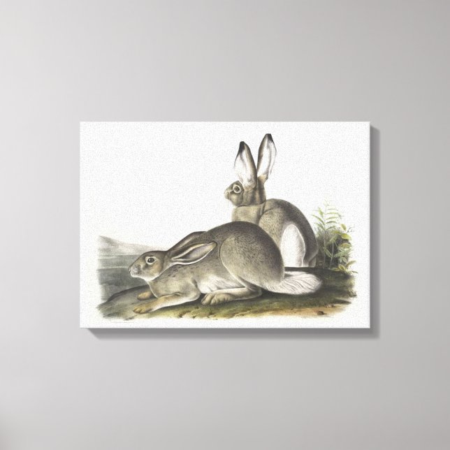 Grey and white Male & Female Hare Digital Art  Canvas Print (Front)