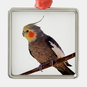 Grey and Yellow Cockatiel Pet Bird Colour Photo Metal Tree Decoration