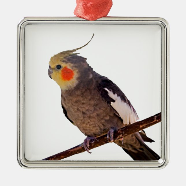 Grey and Yellow Cockatiel Pet Bird Colour Photo Metal Tree Decoration (Front)