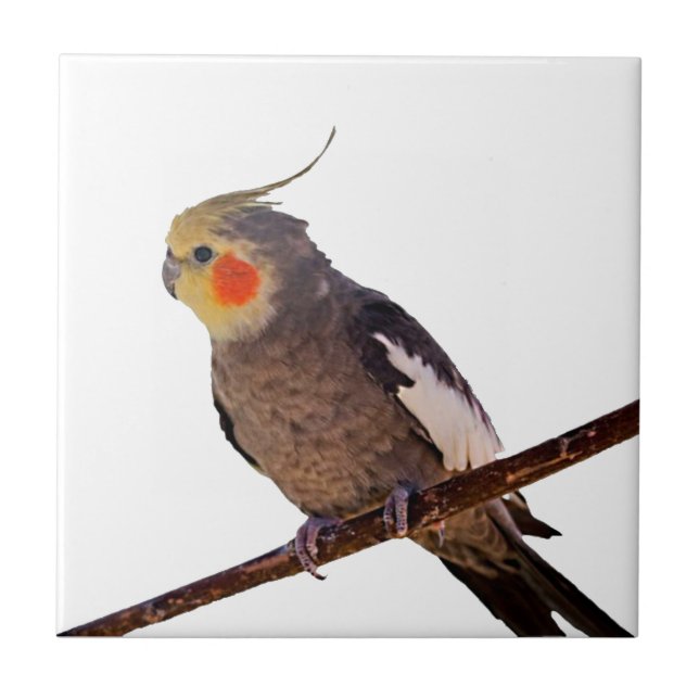Grey and Yellow Cockatiel Pet Bird Colour Photo Tile (Front)