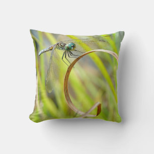 Grey and yellow Pillow dragonfly, green eyes