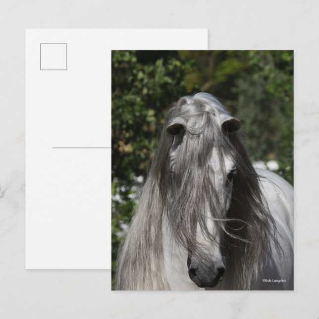 Grey Andalucian Stallion Headshot Long Mane Postcard (Front/Back)