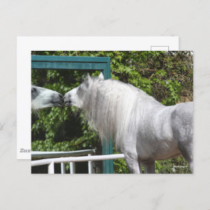 Grey Andalucian Stallion Looking In Mirror Postcard