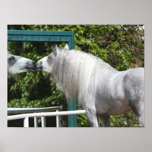 Grey Andalucian Stallion Looking In Mirror Poster