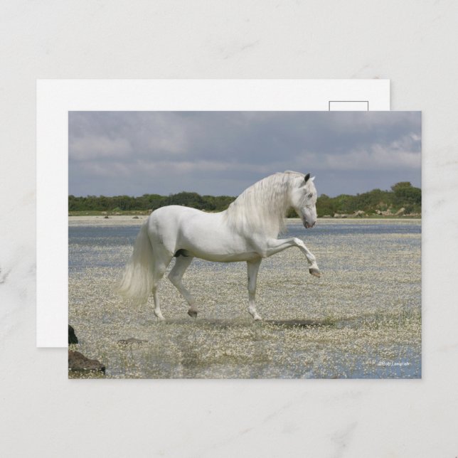 Grey Andalucian Stallion Standing In Lake Postcard (Front/Back)