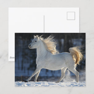 Grey Arab Running In Snow Mane Flowing Postcard