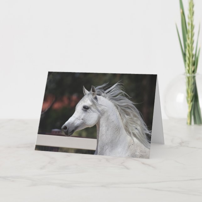 Grey Arab Stallion headshot Mane Flowing Card (Front)