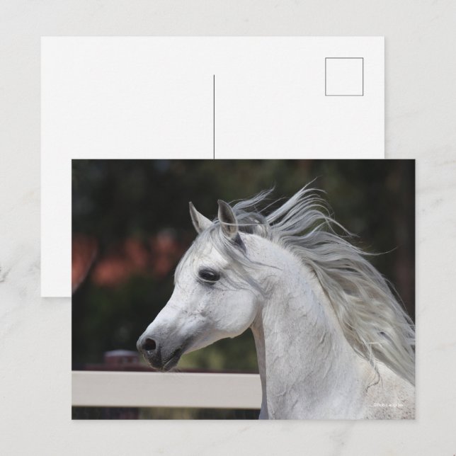 Grey Arab Stallion headshot Mane Flowing Postcard (Front/Back)