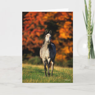Grey Arab Standing Autumnal Background Card
