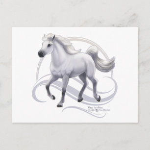 Grey Arabian Horse Postcard