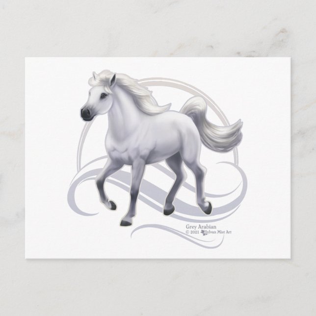 Grey Arabian Horse Postcard (Front)