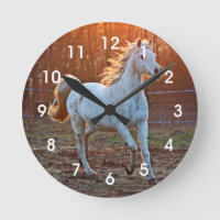 Grey Arabian Horse