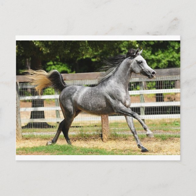 Grey Arabian Stallion Postcard (Front)