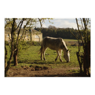 Grey At Tarvit Farm Photo Print