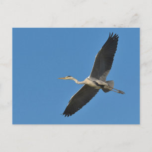 Grey bird heron in flight postcard
