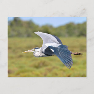 Grey bird heron in flight postcard