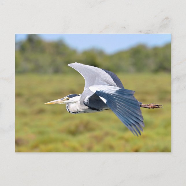 Grey bird heron in flight postcard (Front)
