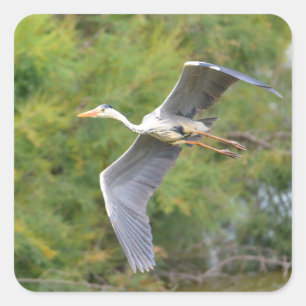 Grey bird heron in flight square sticker