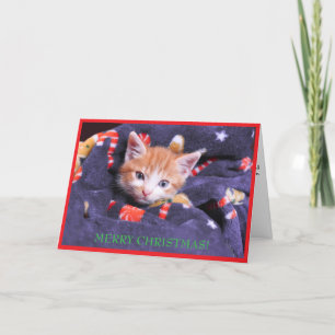 Grey Blanket Cat Merry Christmas Orange Kitten Holiday Card