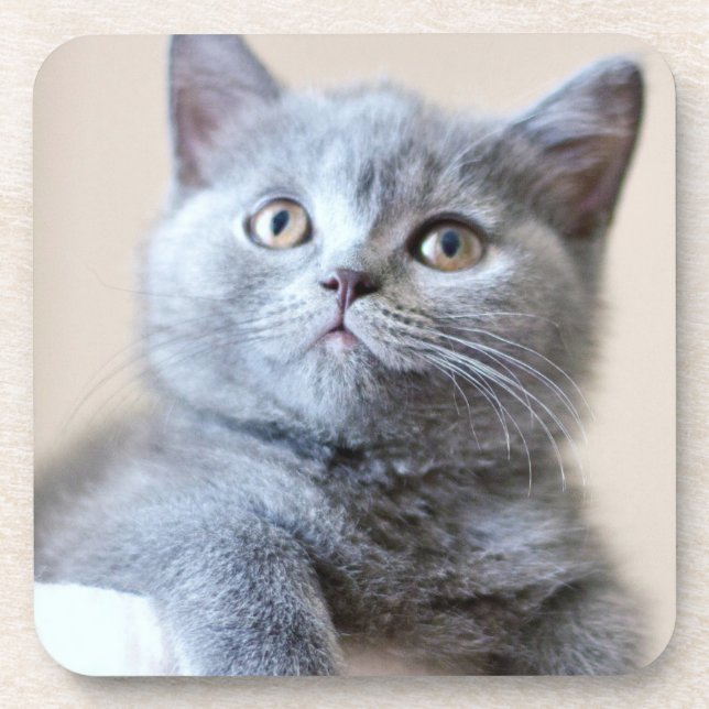 Grey British Shorthair Cat Coaster (Front)