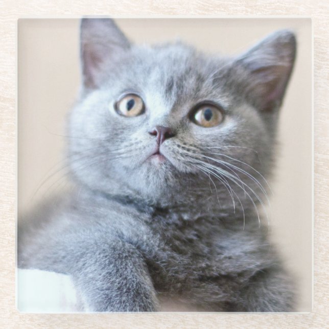 Grey British Shorthair Cat Glass Coaster (Front)