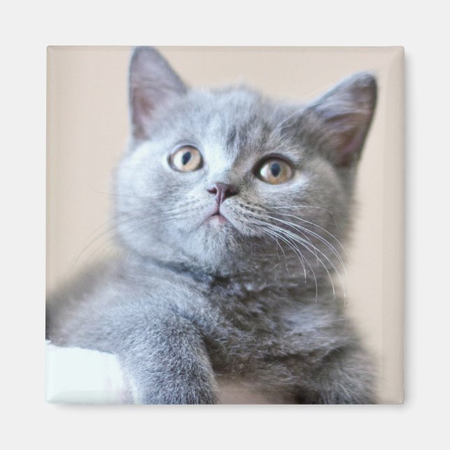 Grey British Shorthair Cat Magnet (Front)
