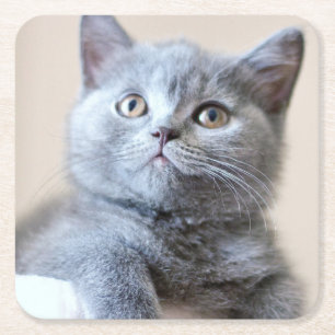 Grey British Shorthair Cat Square Paper Coaster