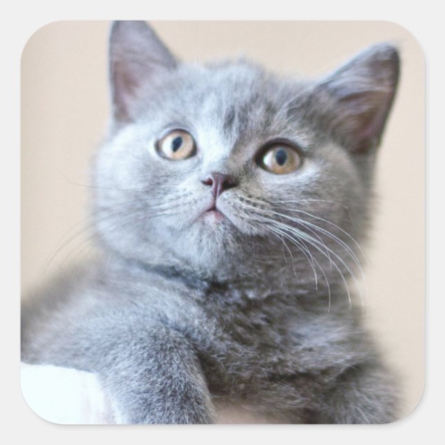 Grey British Shorthair Cat Square Sticker (Front)