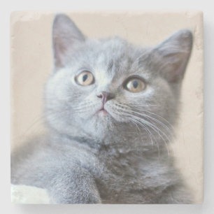 Grey British Shorthair Cat Stone Coaster