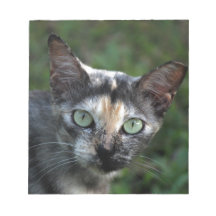 Grey Brown White Cat with Green Eyes