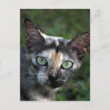 Grey Brown White Cat with Green Eyes
