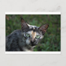 Grey Brown White Cat with Green Eyes