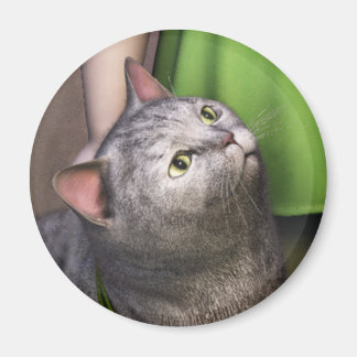 Grey Cat 3 Magnet