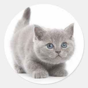 Grey Cat Classic Round Sticker