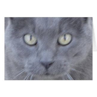 Grey cat face card
