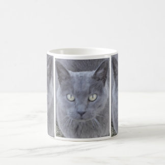 Grey Cat Face Close-up Coffee Mug
