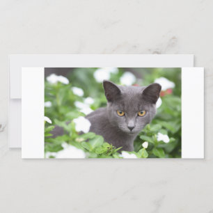 Grey cat in a garden