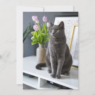 Grey Cat in an office.  Holiday Card
