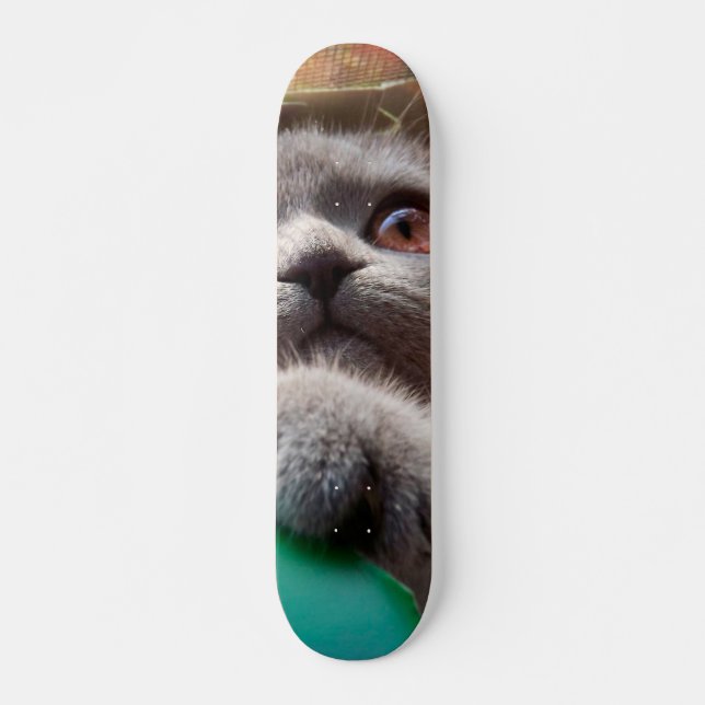 Grey cat in cardboard box skateboard (Front)