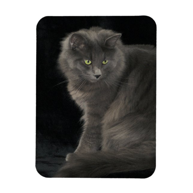 Grey Cat Long Hair Russian Blue Kitty Kitten Cute  Magnet (Vertical)