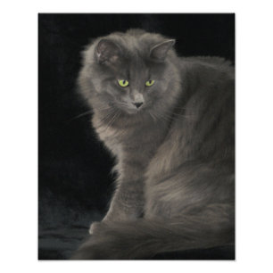 Grey Cat Long Hair Russian Blue Kitty Kitten Cute Photo Print