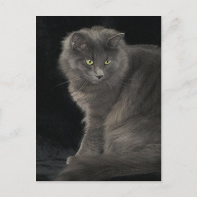 Grey Cat Long Hair Russian Blue Kitty Kitten Cute  Postcard (Front)