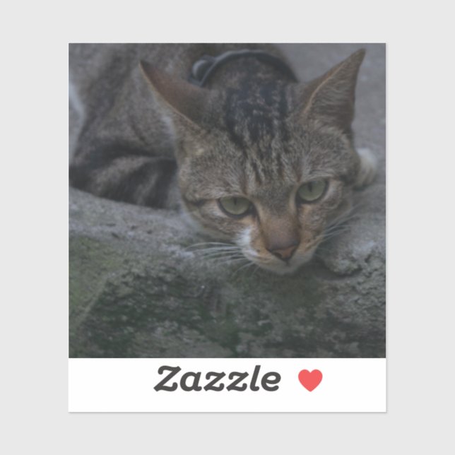 Grey Cat Looking (Sheet)